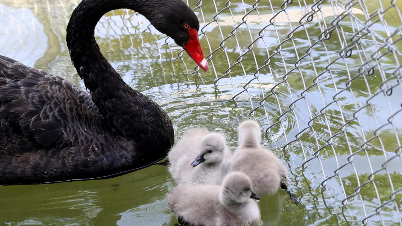 Kuğulu Park'ın yavru kuğuları | TRT Haber Foto Galeri