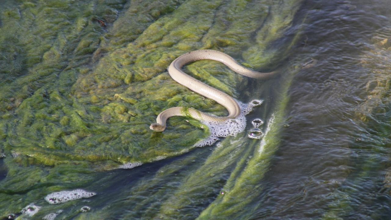 "Su yılanı zararsızdır"