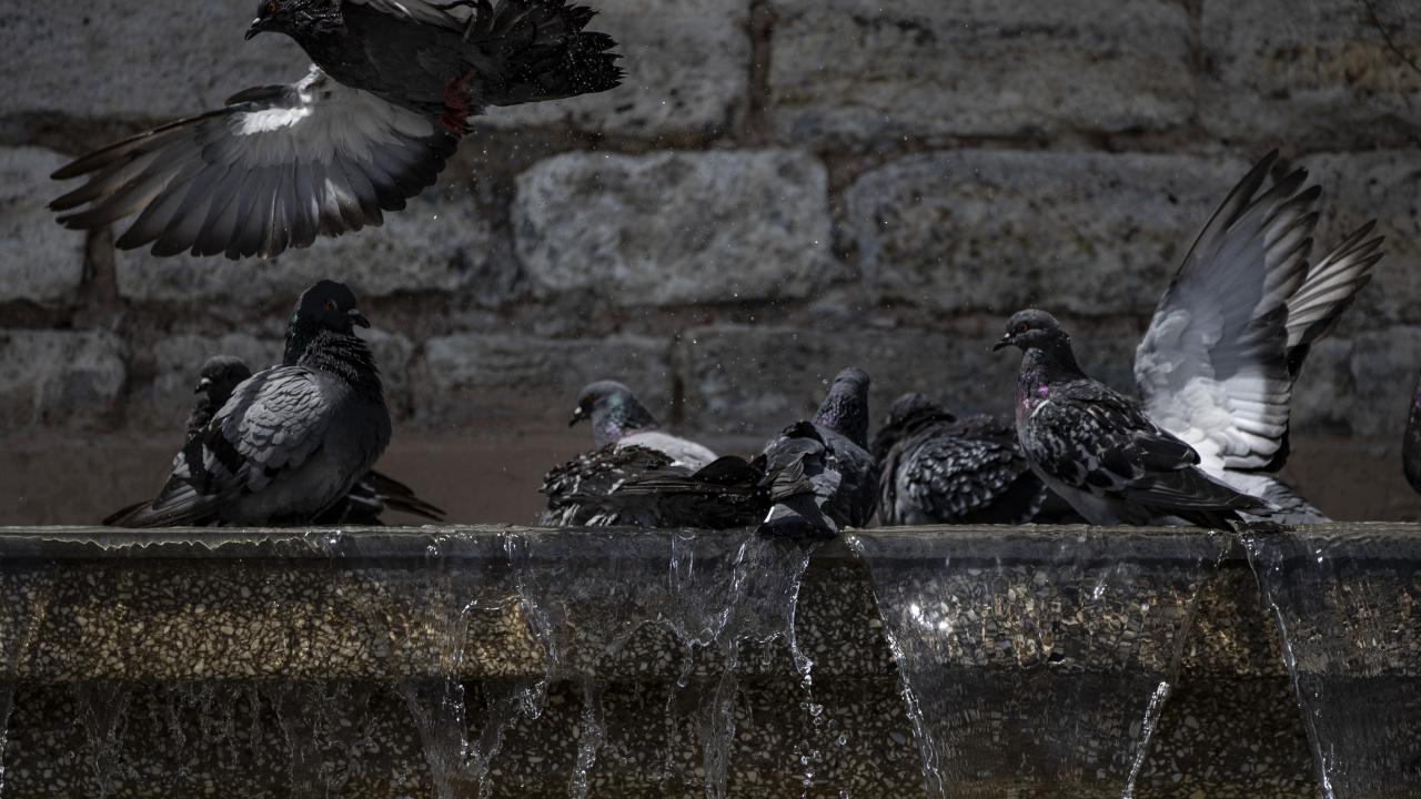 Hatay / Kırıkhan - 38,8 °C