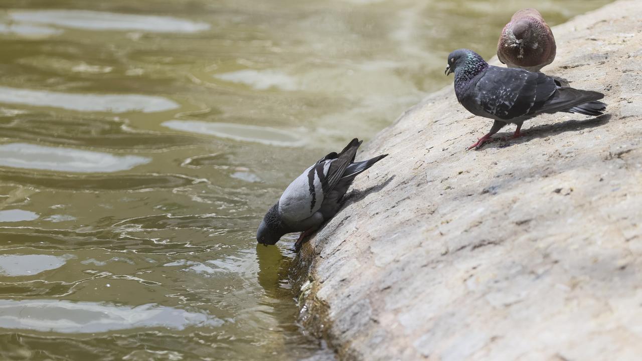 Şanlıurfa / Harran - 38,2 °C