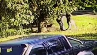 Kanguru saldırısına uğrayan adam kamerada
