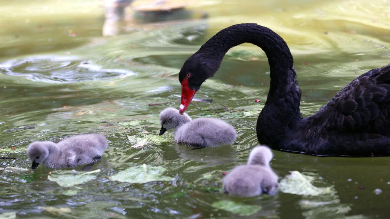 Kuğulu Park'ın yavru kuğuları | TRT Haber Foto Galeri