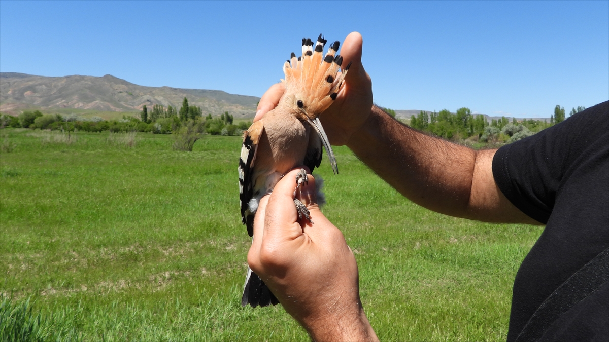 "Ekosisteme önemli bir böcek kontrolü sağlıyor"