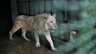 Venezuela'daki hayvanat bahçesinin beyaz aslanları ilgi odağı