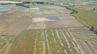 Türkiye'nin pirinç ihtiyacını karşılayan kentte ekim sona erdi