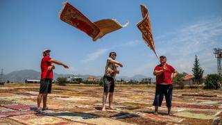 Halı tarlasında sezon erken başladı