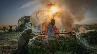 İdlib'de firik hasadı