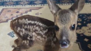 Ormanda bulduğu yavru karacayı biberonla besledi