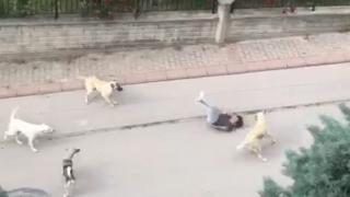 6 köpeğin çocuğa saldırdığı anlar kamerada