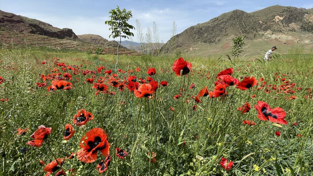 "Proje tamamlandığında 35 bin fidanımız olacak"