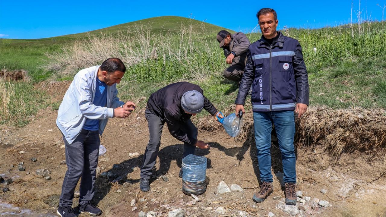 İnci kefali operasyonu