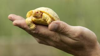 Nadir görülen albino kaplumbağa açık havaya çıktı