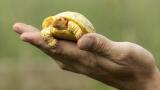 Nadir görülen albino kaplumbağa açık havaya çıktı