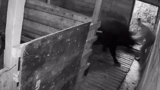 Artvin'de boğa sahibine saldırdı: O anlar kamerada