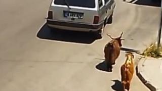 Aracına bağladığı keçileri sürükleyerek eziyet etti