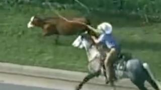 Dana otoyola kaçtı, kovboylar kement atarak yakaladı