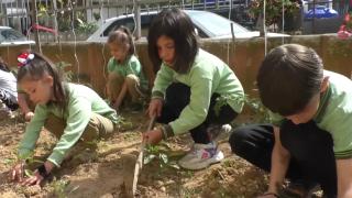 Ordu'da minik çiftçiler okulu tarlaya çevirdi