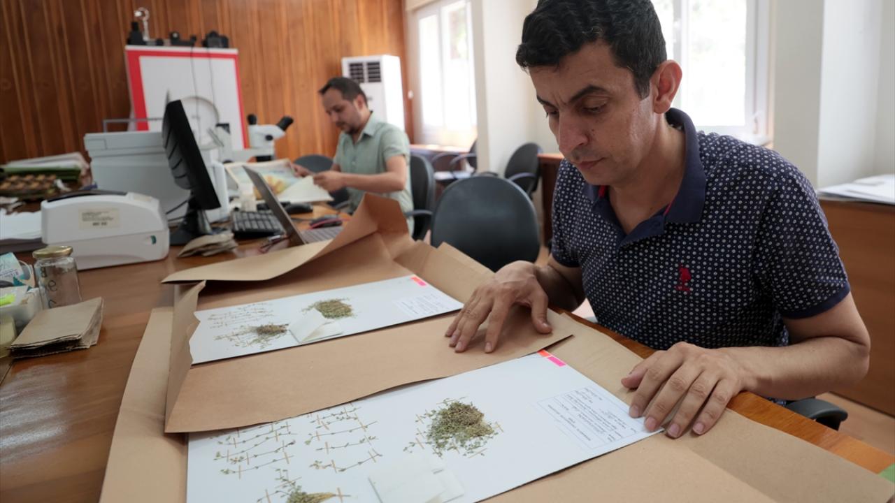 Projede 188 tür belirlendi