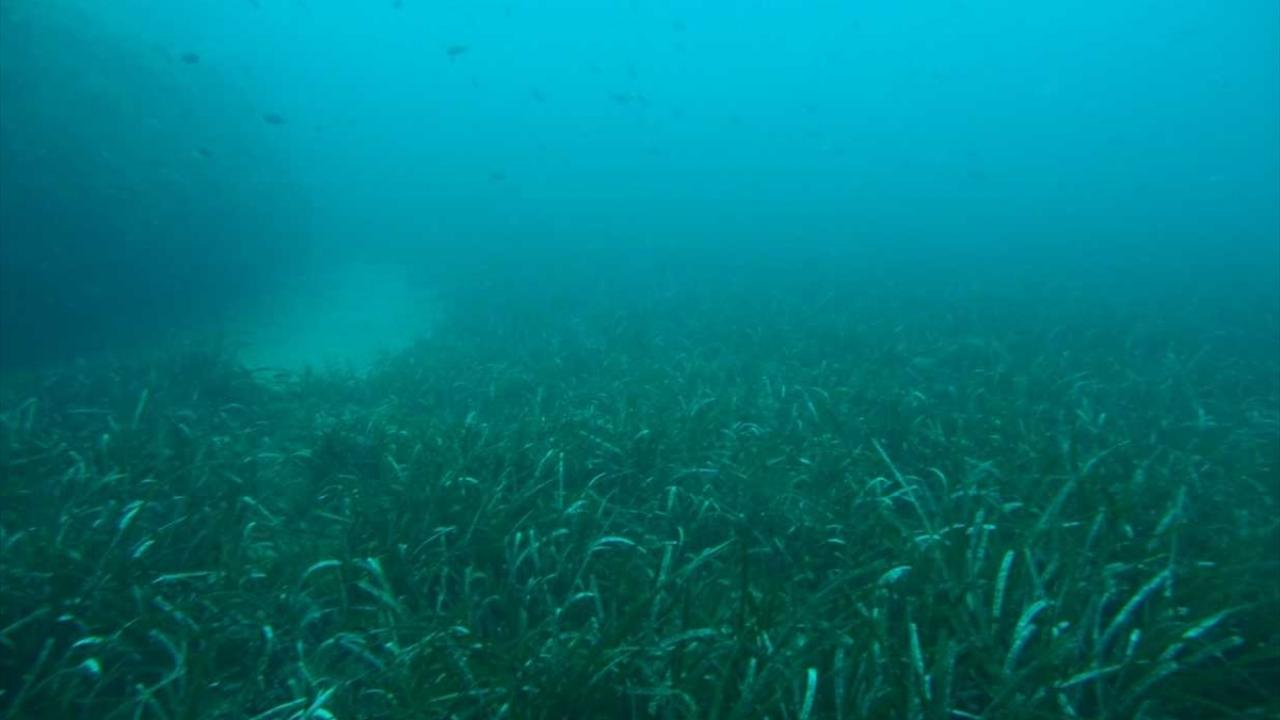 Yabancı türlerin tespiti