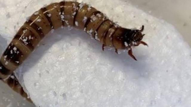 Bilim insanları plastik atıkları parçalayabilen süper solucanlar keşfetti