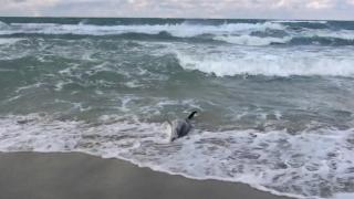 Yunus ölümleri akustik cihazlarla engellenecek