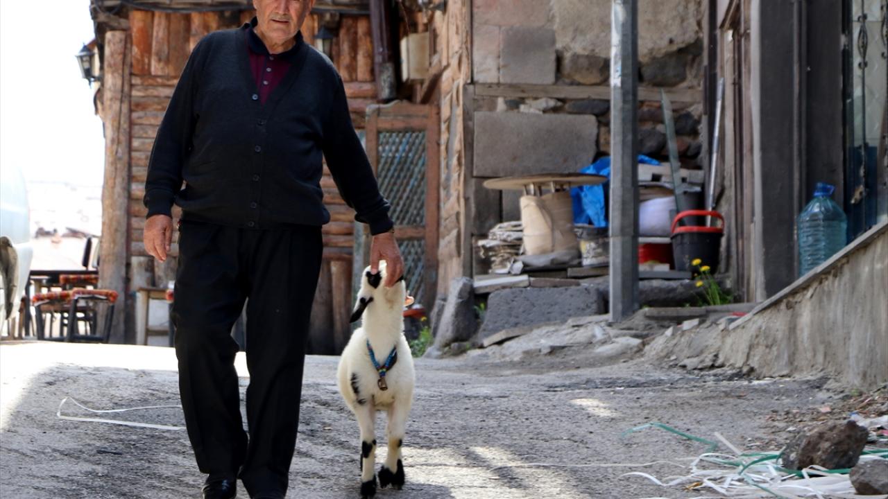 "Kuzulu dede" 65 yıldır kuzu besleyip bakıyor