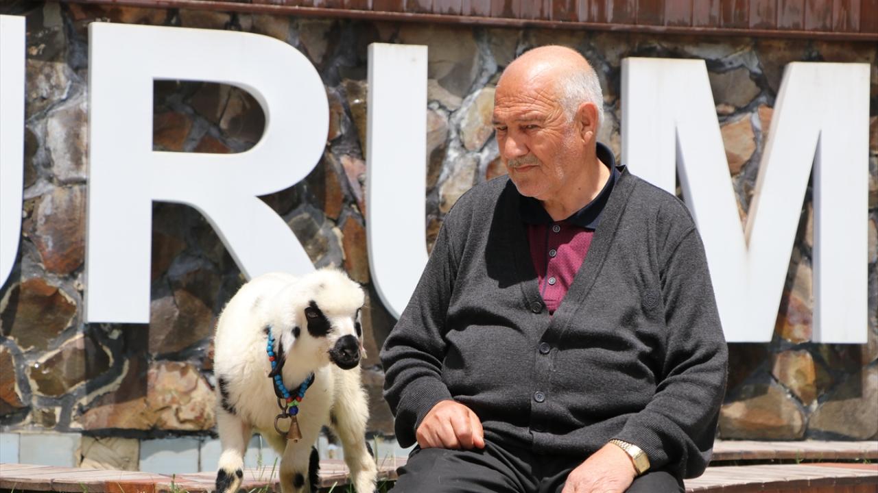 Kuzularını Arap sabunuyla yıkıyor