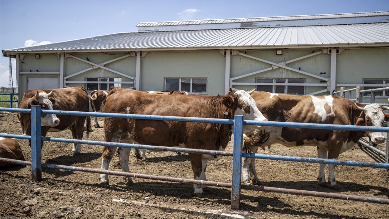 "Amacımız elit bir sürü oluşturmak"