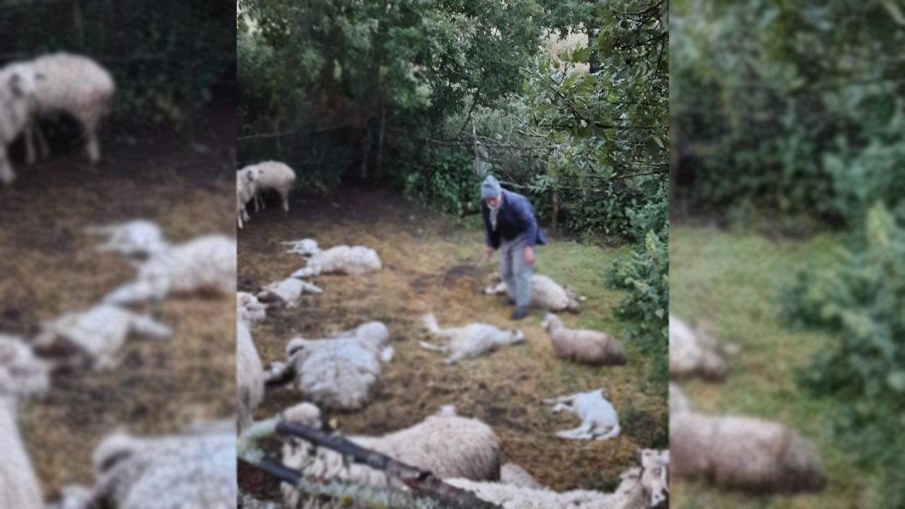 Amasya'da kurtlar ağıla saldırdı: 35 hayvan telef oldu