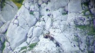 İki ayının uçurumdaki kavgası ölümle sonuçlandı