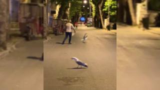 Martılar kavga etti vatandaşlar ayırdı