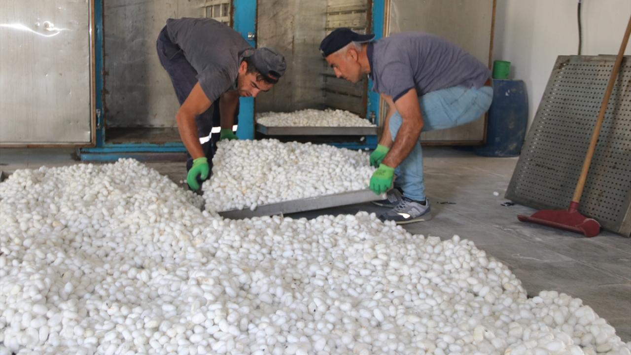 "Yaş koza üretiminde Türkiye`nin başkenti Kulp ilçesidir"