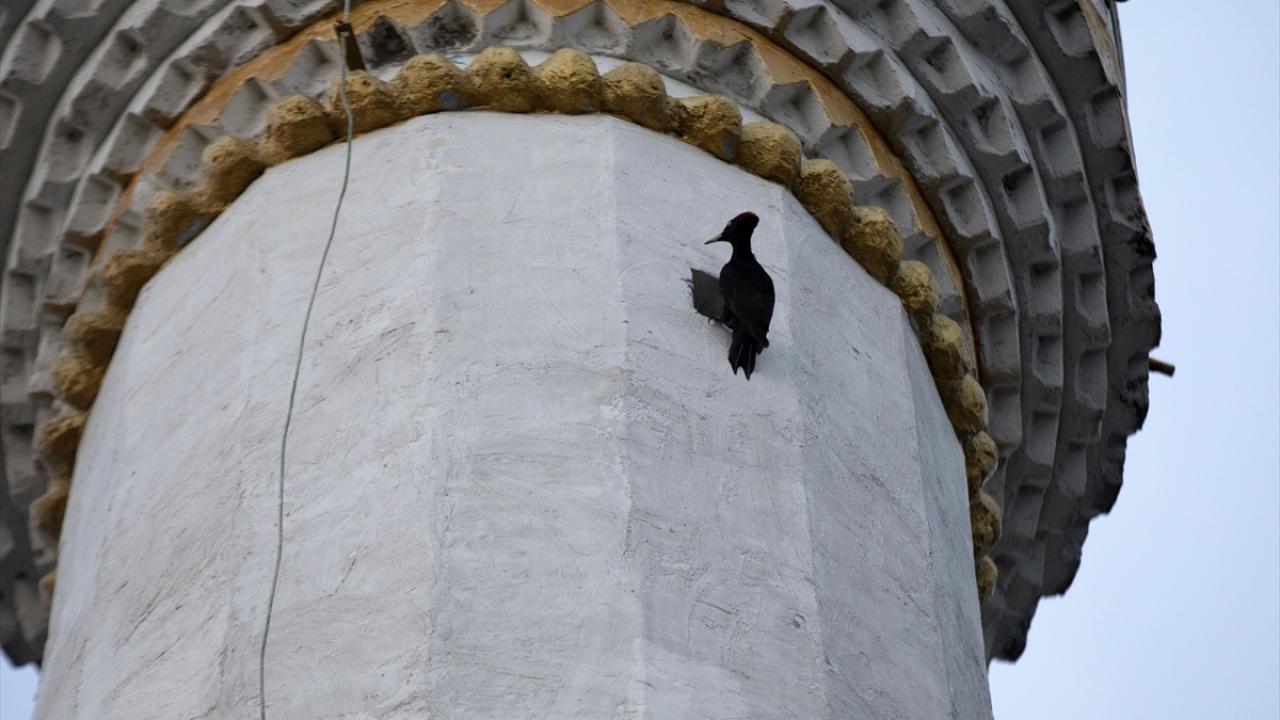 Dişisiyle yuvayı paylaşmıyor