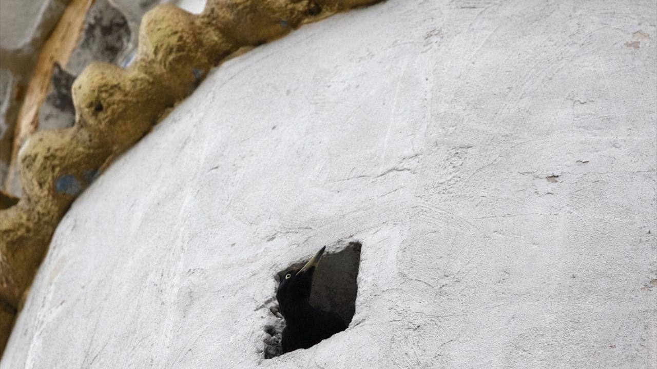 Çocukların kuşlara ilgisini artırdı