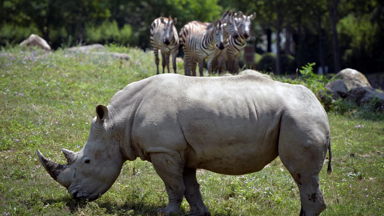 "Sadece aslanımız eksik"