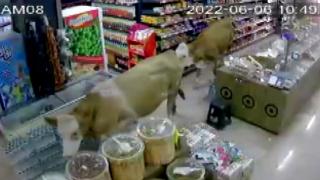 Sahibinin elinden kurtulan inekler marketi dolaştı