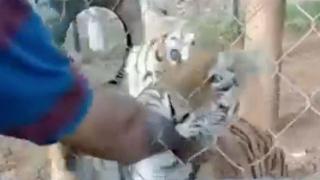 Bakıcısı olduğu kaplanın saldırısına uğrayan kişi yaşamını yitirdi