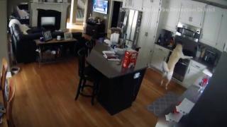 Köpek evde yangın çıkardı