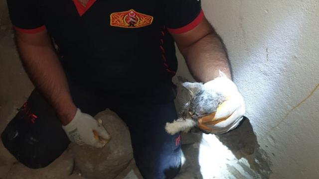 Ağrıda dere kenarında mahsur kalan kedi yavrusu kurtarıldı