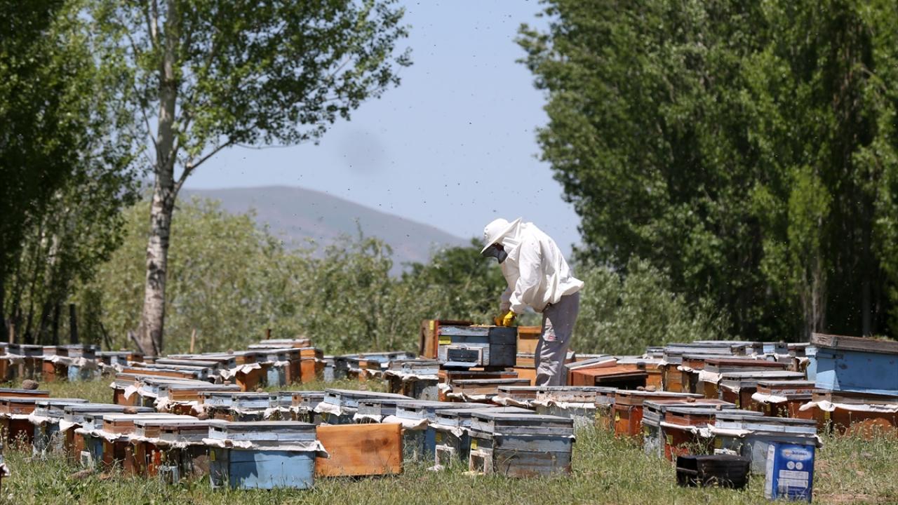 "Muş`un ilkbahardaki bitki örtüsü her yerden daha zengin"