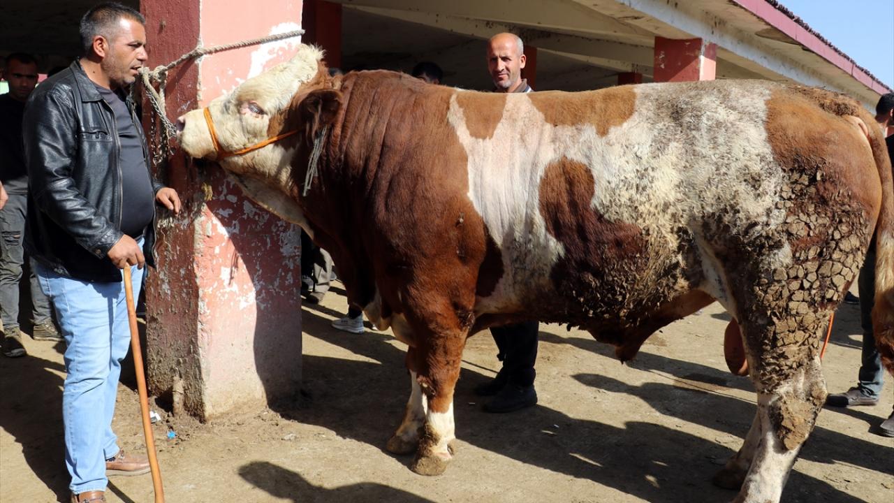 "Alıcı bekliyoruz"