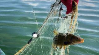 İç sularda av yasağı sona erdi: Balıkçılar tekneleri çalıştırdı