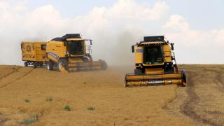 Yağmur kırmızı mercimekte verimi artırdı