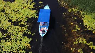Işıklı Gölü'nün üzeri nilüferlerle kaplandı