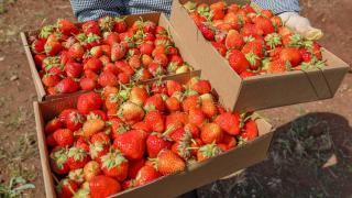 Elazığ'da hasadına başlanan Osmanlı çileği tezgaha inmeden satılıyor