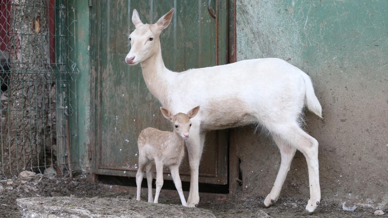 "Genlerden kaynaklanan durum"