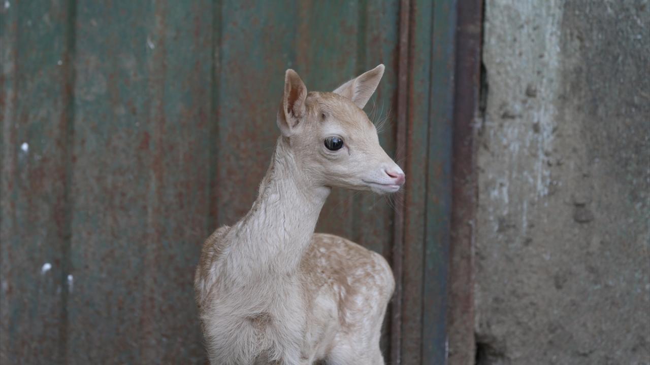 Ziyaretçiler de çok seviyor