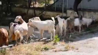 Bahçelere zarar veren başıboş keçilerin peşine zabıta düştü