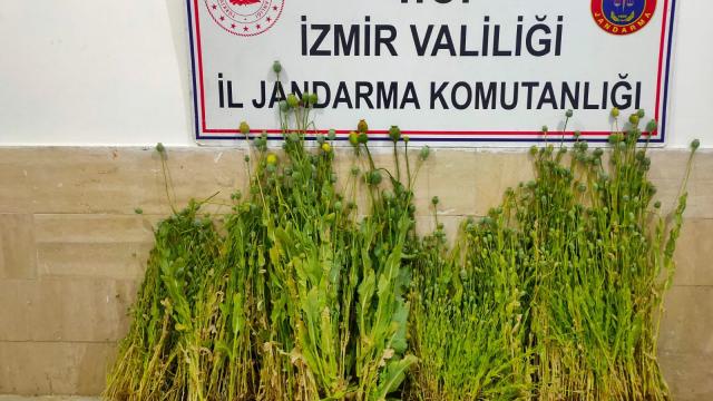 İzmirde 3 bin 178 kök Hint keneviri ele geçirildi