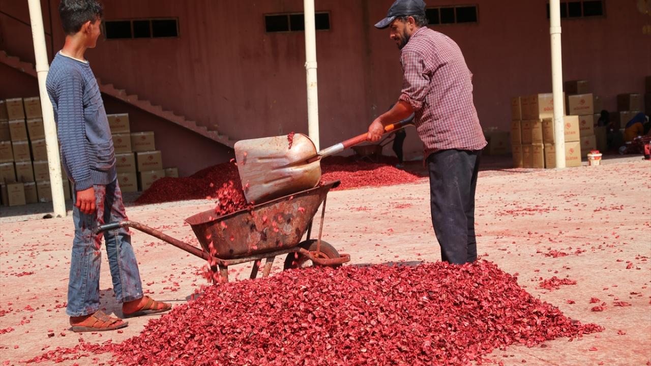 Günde 2 ton koza işleniyor